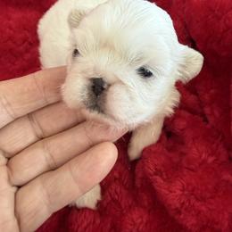 Puppy 3 - White female Pekingese puppy in Mabank, Texas from Peke Lovers of Texas