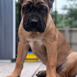 Cherry - Red female Cane Corso puppy in Salem, Kansas from Black Magic Cane Corso