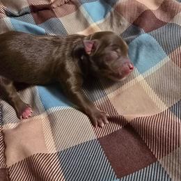 Speedy - Chocolate female Chihuahua puppy in Amity, Pennsylvania from Baxters Chihuahuas
