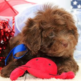 Fletch Video - Brown male Russian Tsvetnaya Bolonka puppy in West Plains, Missouri from Must Be Frenchies & Crown Of Curls Bolonka