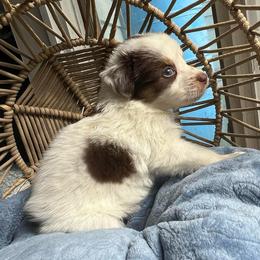 Spot - Red tri-color male Australian Shepherd puppy in Grants Pass, Oregon from Carmel Mountain Aussies