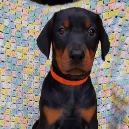 Doberman Pinscher Puppies from KB's Dobermans