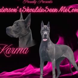 Karma - Great Dane