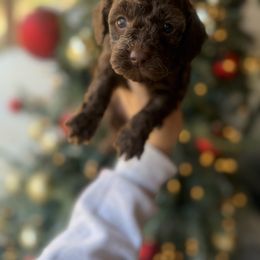 Light pink - Chocolate female Goldendoodle puppy in Homer, Georgia from Creekside Kennels