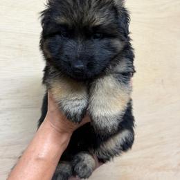 LC - Black and red male German Shepherd puppy in Pana, Illinois from von Fenja German Shepherd Dogs
