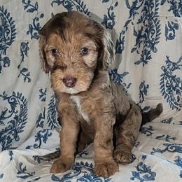 Ron - Merle male Sheepadoodle puppy in Austin, Texas from Darling Doodles