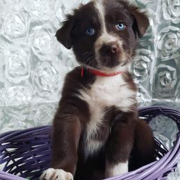 Australian Shepherd Puppies from Diamond Aussies N the Rough