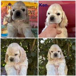 Ken - Buff male Cocker Spaniel puppy in Oregon from Doc's Cockers