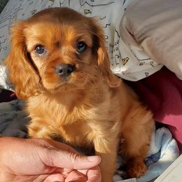 Cavalier King Charles Spaniel Puppies from Liberty Acres Kennels
