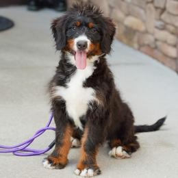 Aelswith (trained puppy) - Tri-color female Bernedoodle puppy in Dundee, Ohio from Down Home Doodle