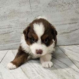 Mya m1 orange - Red tri-color male Australian Shepherd puppy in Arbela, Missouri from County Line Aussies