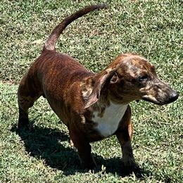 Chex - Dachshund