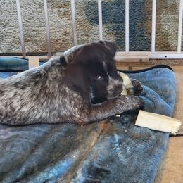 Wirehaired Pointing Griffon Puppies from De jac pine kennel