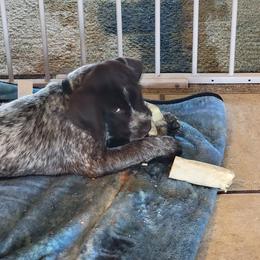Wirehaired Pointing Griffon Puppies from De jac pine kennel