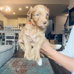 Orange - male Golden Mountain Doodle puppy in Leander, Texas from Olive Grove Doodles