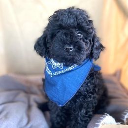 Goldendoodle and Poodle Puppies from Winchester Hills Poodles and Doodles