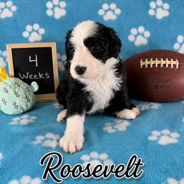 Roosevelt - Black and white male Sheepadoodle puppy in Glen Rose, Texas from Clevenger’s Sheepadoodle Fur Baby Farm