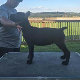 Yellow Collar Girl - Black female Cane Corso puppy in Pylesville, Maryland from Safe Haven Cane Corso