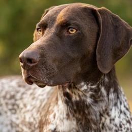 Oke - German Shorthaired Pointer