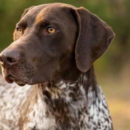 Oke - German Shorthaired Pointer