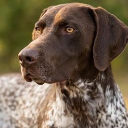 Oke - German Shorthaired Pointer