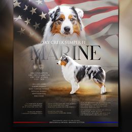 Marine - Australian Shepherd