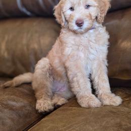 Apricot - Apricot female Australian Labradoodle puppy in Houston, Texas from Doodles Kennel