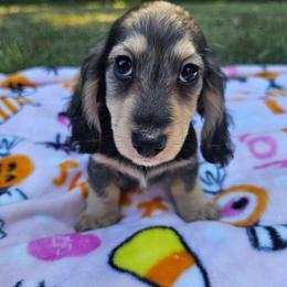Sable male - Sable male Dachshund puppy in Belle Rive, Illinois from Akin's Miniature Dachshunds, LLC