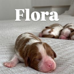 Flora - Blenheim Cavalier King Charles Spaniel puppy in Broxton, Georgia from Cavalier & Co.