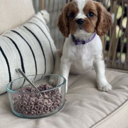 Cavalier King Charles Spaniel Puppies from Colorful Cavaliers