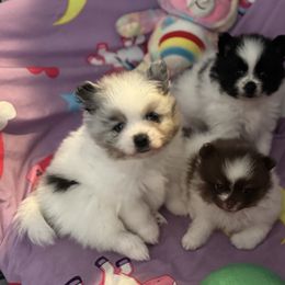 Pomeranian puppies from My Secret Poms