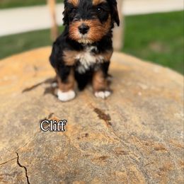 Cliff - Phantom male Bernedoodle puppy in Bastrop, Texas from Sweet Pea Bernedoodles