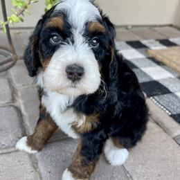 Rusty - Tri-color male Bernedoodle puppy in Superior, Arizona from Mountain Bridge Doodles
