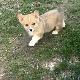 May - Red female Pembroke Welsh Corgi puppy in Maupin, Oregon from Bailey Nannini
