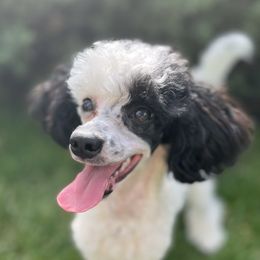 Hughes - Poodle