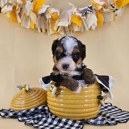 Flutter Bee - Tri-color male Bernedoodle puppy in Mckinney, Texas from M2 Bernedoodles