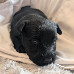Chestnut - Black female Scottish Terrier puppy in Crossville, Tennessee from Cavern Kennels