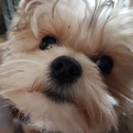 Yorkshire Terriers from Timber Hills Yorkshire Terriers