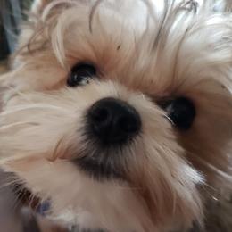 Yorkshire Terriers from Timber Hills Yorkshire Terriers