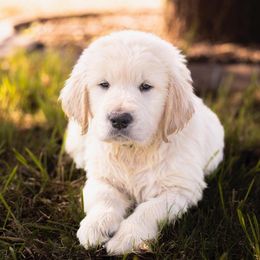 Green Boy - Light golden male Golden Retriever puppy in Gate, Oklahoma from Golden Retriever Street