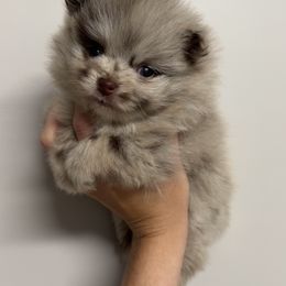 Diva - Chocolate merle female Pomeranian puppy in Jackson, Tennessee from Little House Pomeranians