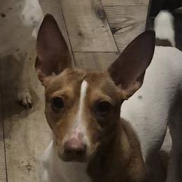 June - Teddy Roosevelt Terrier