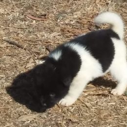 Akita Puppies from Mizuki Akita LLC.