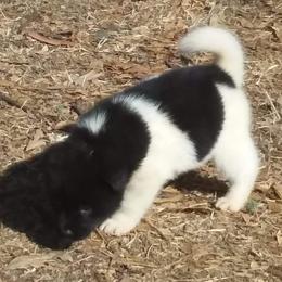 Akita Puppies from Mizuki Akita LLC.