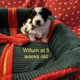 Willum - Black and white male Havanese puppy in Hudson, New York from Havanese of Claverack and Hudson Valley Labradors
