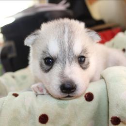 Creed - Gray and white male Siberian Husky puppy in Le Sueur, Minnesota from Tevana Siberians LLC