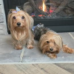 Yorkshire Terrier puppies from Teacup Yorkies for Adoption Near Lebanon Ohio LLC