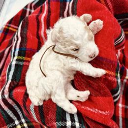 John Lennon - Parti male Poodle puppy in Dunn, North Carolina from Sandy Creek Kennels