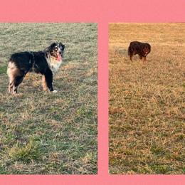 Australian Shepherd puppies from Circle B working Aussies