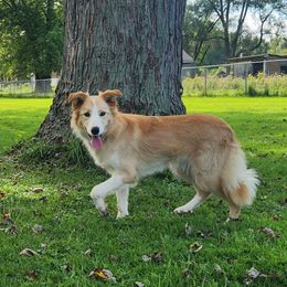 Ember - Border Collie